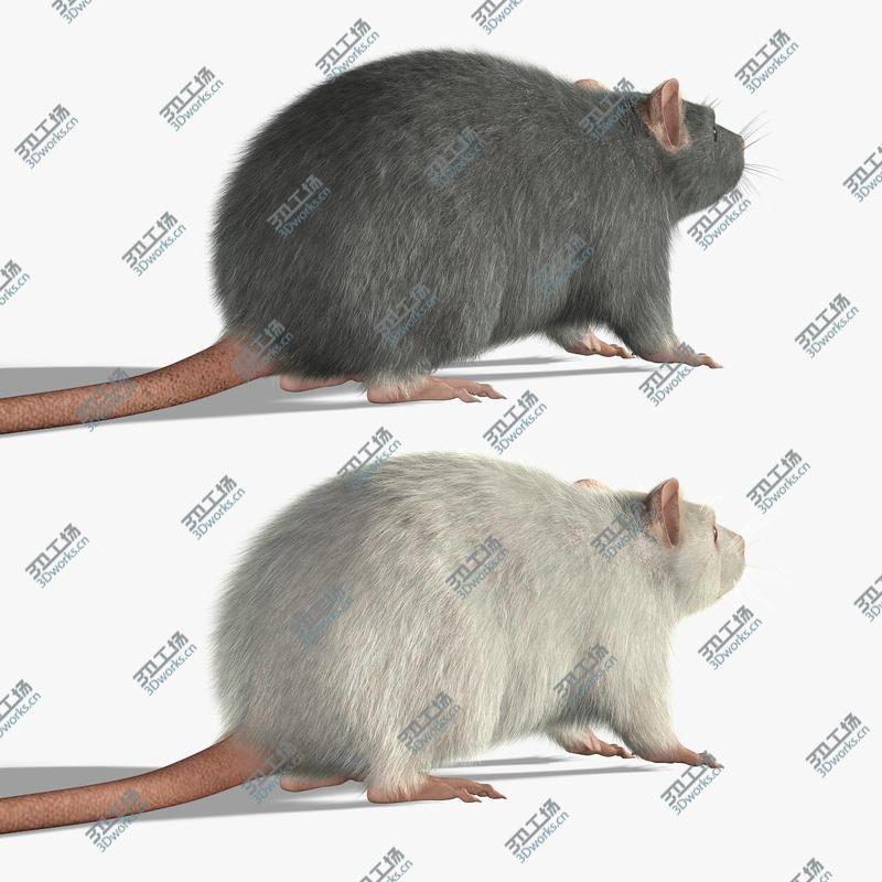 images/goods_img/202104094/Rats (FUR)/5.jpg